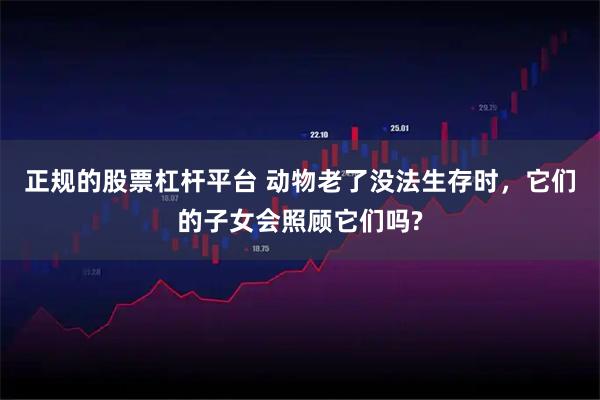 正规的股票杠杆平台 动物老了没法生存时，它们的子女会照顾它们吗?